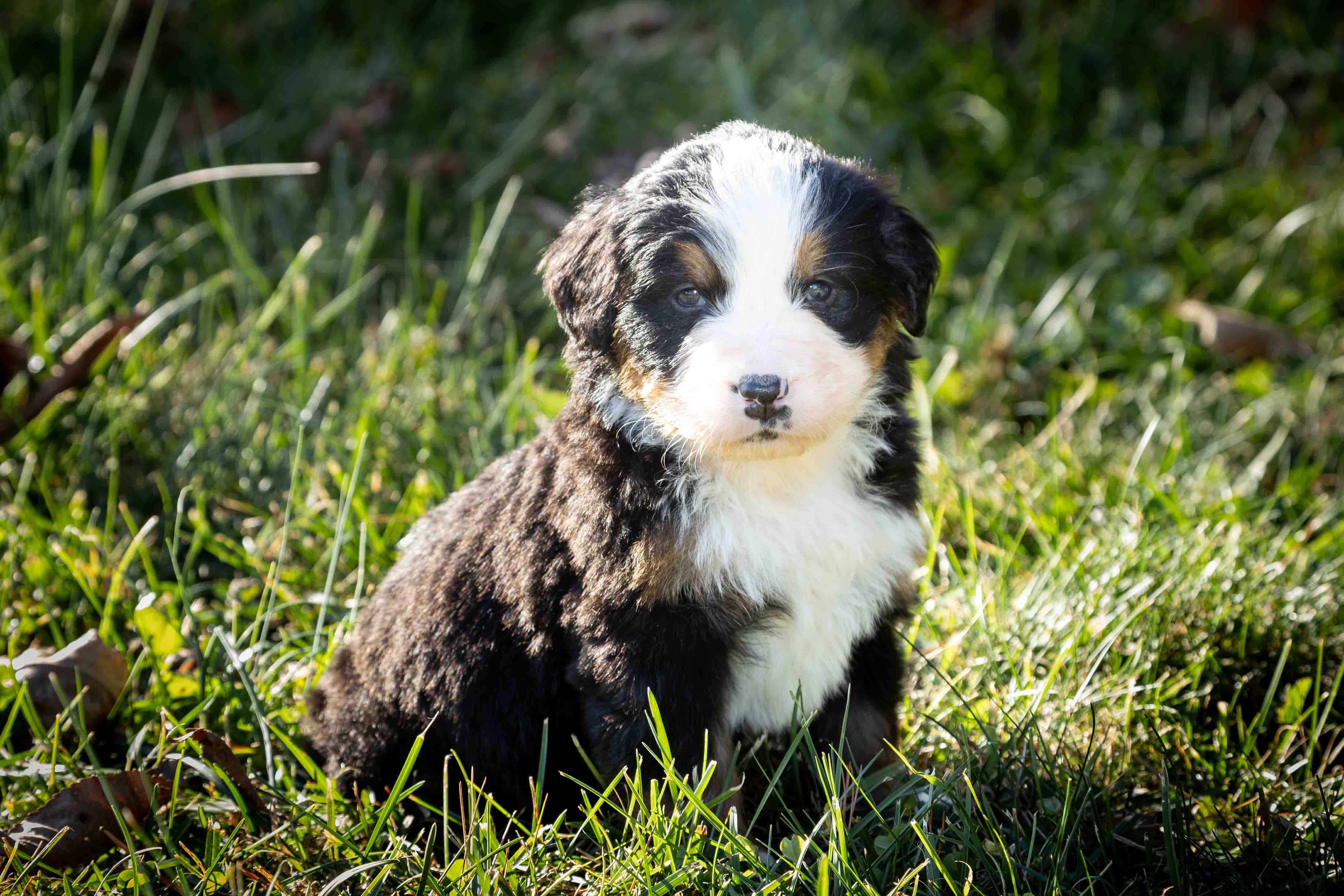 puppy, for, sale, Bernese Mountain Dog, Emanuel  Glick, dog, breeder, Bird-In-Hand, PA, dog-breeder, puppy-for-sale, forsale, nearby, find, puppyfind, locator, puppylocator, aca